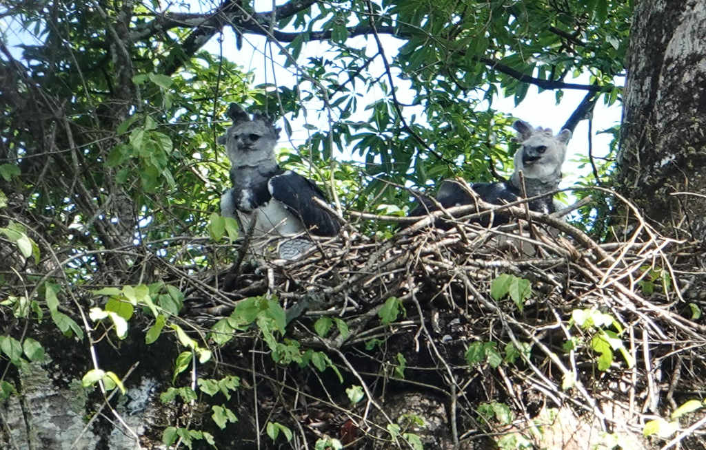 Harpy Eagle pair Guyana