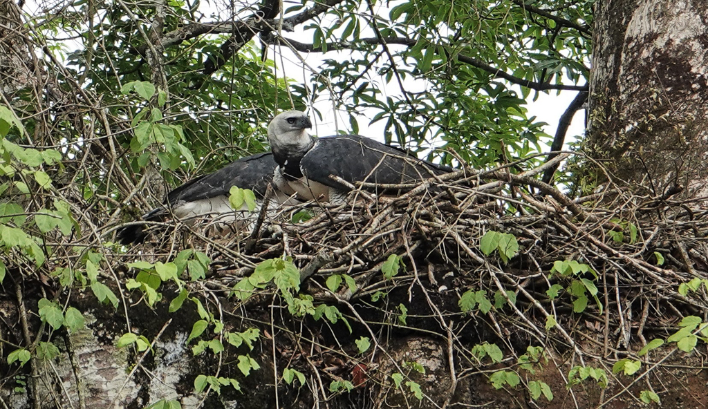 Harpy Eagle nest, Guyana
