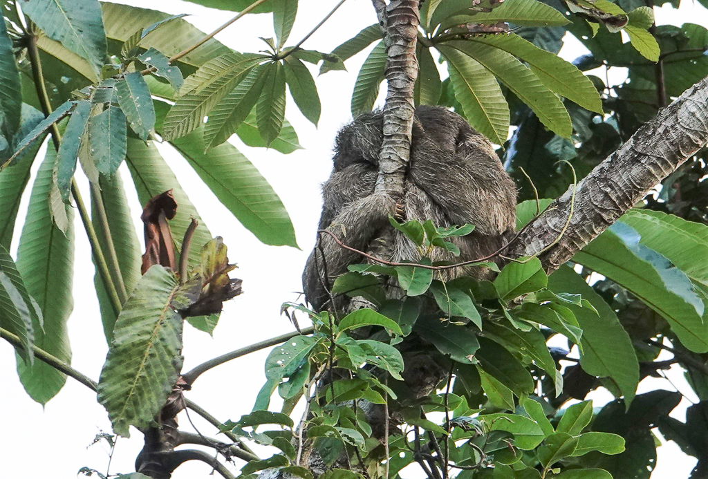 Pale-throated Thee-toed Sloth