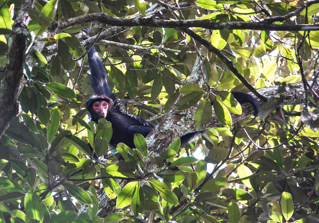 Red-faced Spider Monkey