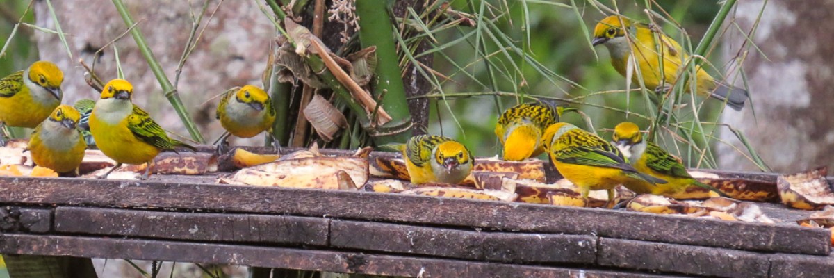 Costa Rica Sampler 2022 Birding Tour – Trip Report