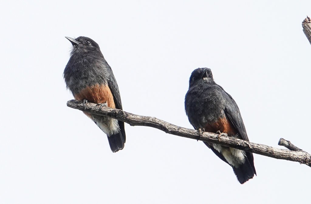 Swallow-wing Puffbirds