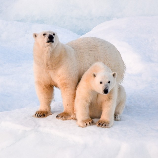 Polar bears on sea ice