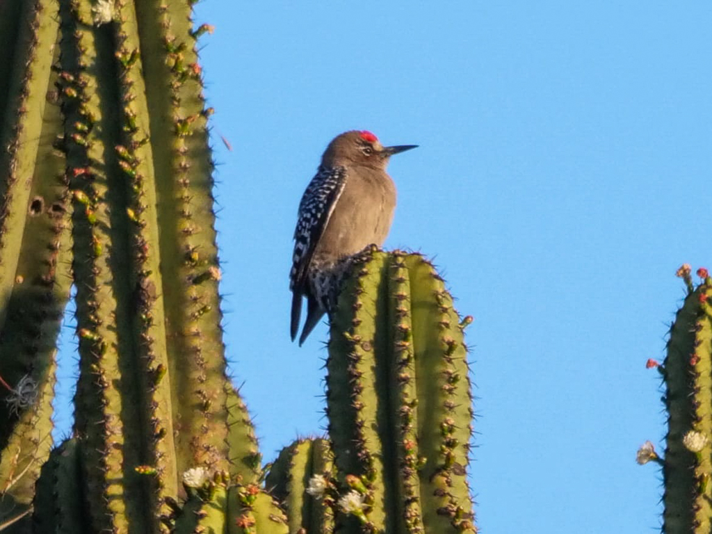 Gray-breasted Woodpecker