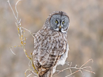 Manitoba Owls