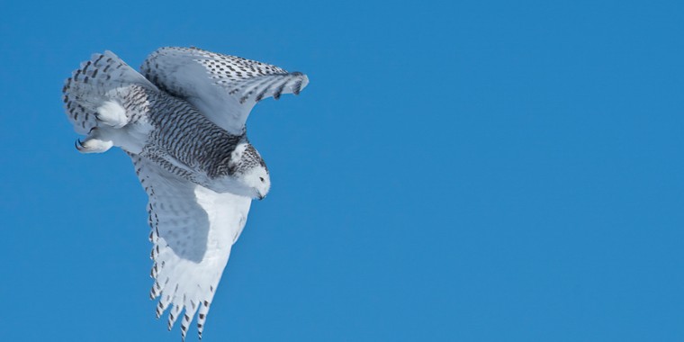 Manitoba Owls Trip Report March 6 –10, 2022