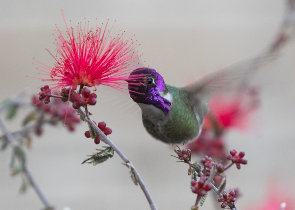 Costa’s Hummingbird at flower