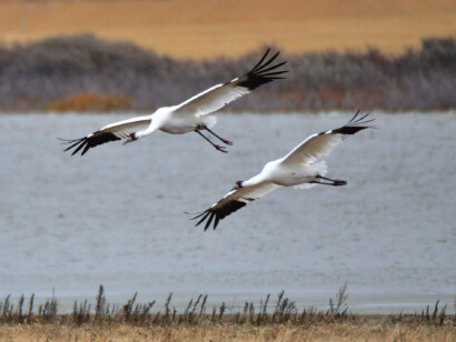 Saskatchewan Whooping Cranes with Canadian Geographic