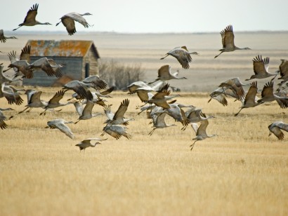 Saskatchewan Whooping Cranes
