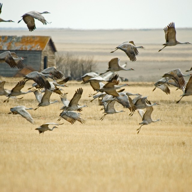 Sandhill cranes migration in Saskatchewan