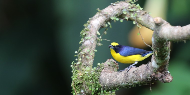 Colombia Birding Tour 2022 Trip Report