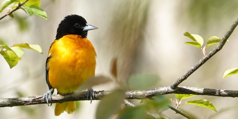 Spring Birding in Southern Ontario 2022