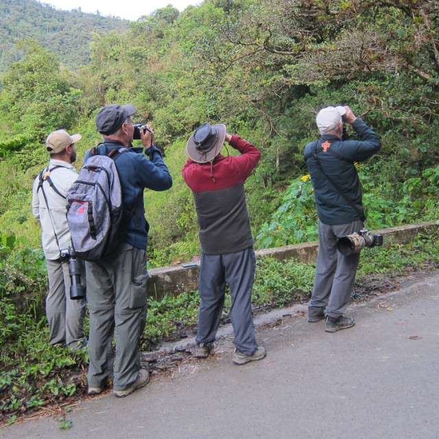 birding near Doña Dora's, Colombia