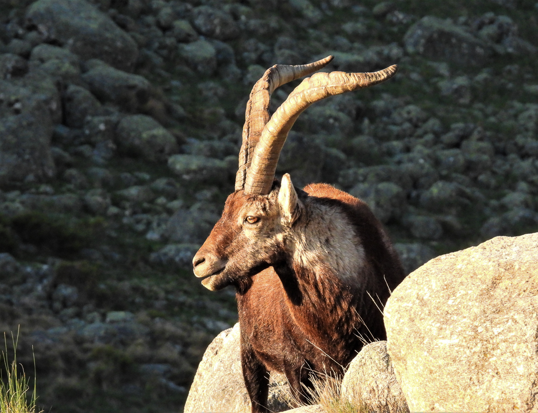 Spanish Ibex