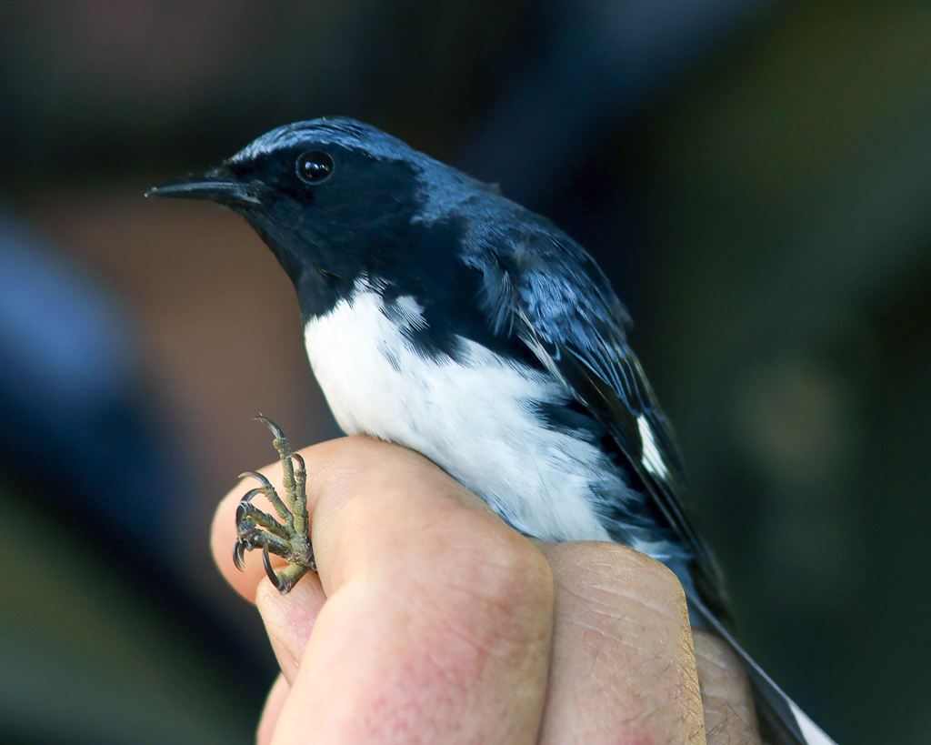 Black-throated Blue Warbler in hand