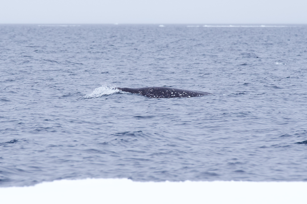 Narwhal at floe edge
