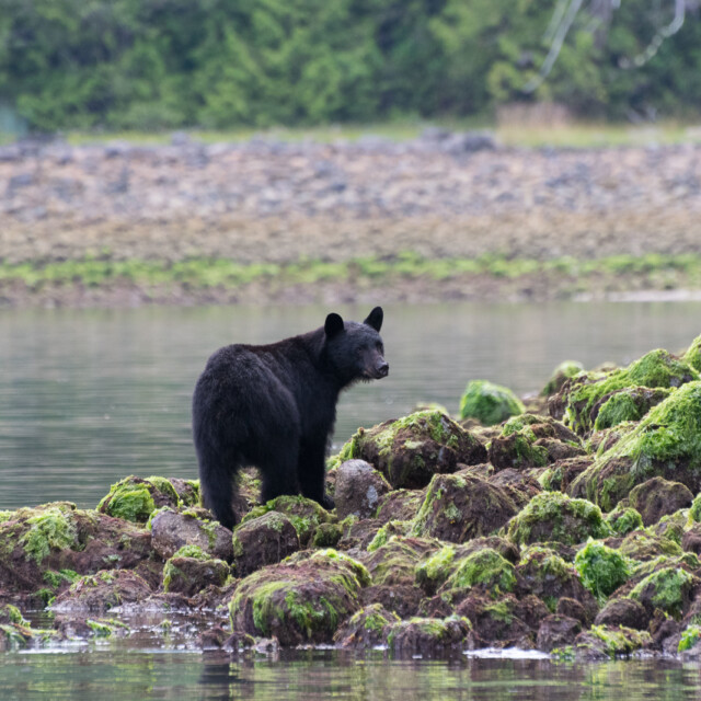 Black bear on coast