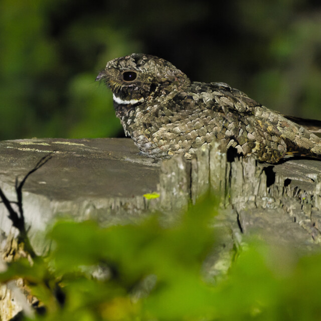 Common Poorwill