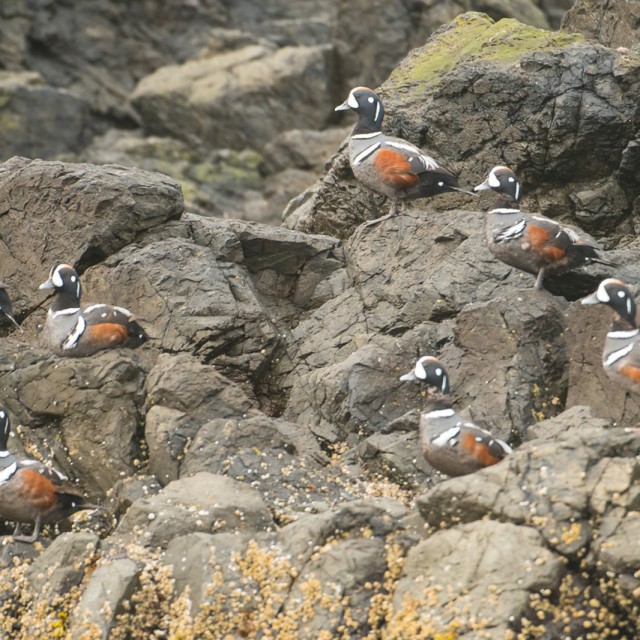 Harlequin Ducks