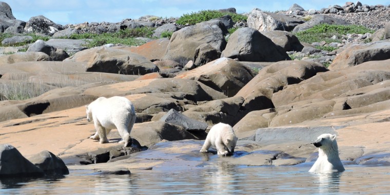 Belugas, Bears & Birds Trip Report (July 11-21, 2022)