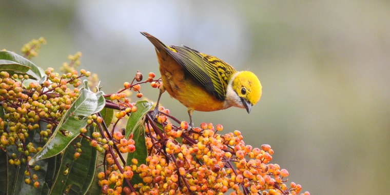 Best ways to find birds in the tropics