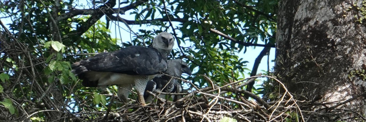 7 amazing facts about Harpy Eagles
