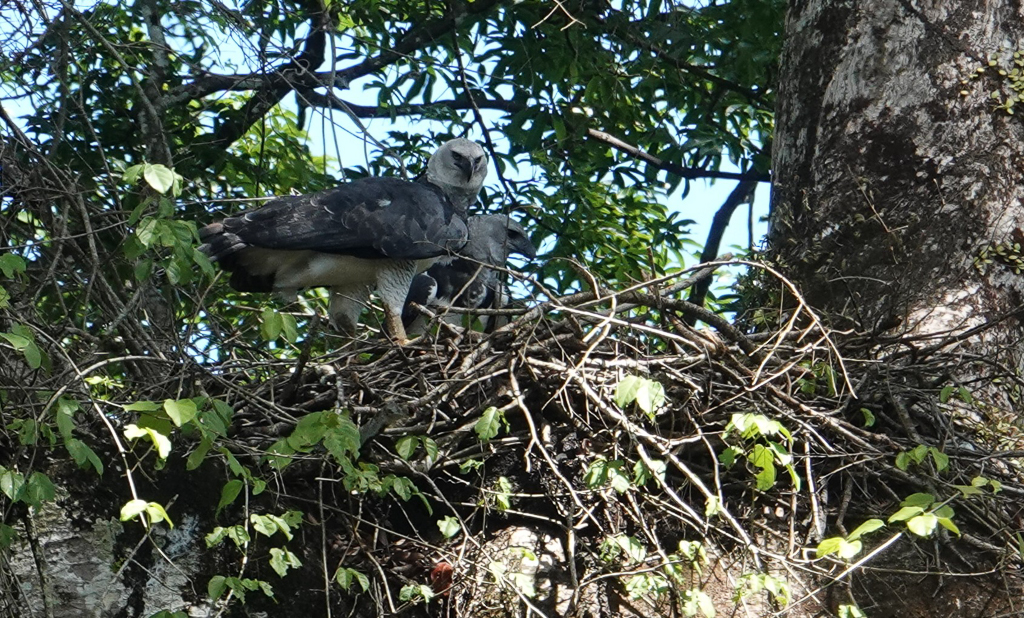 7 amazing facts about Harpy Eagles - Eagle-Eye Tours
