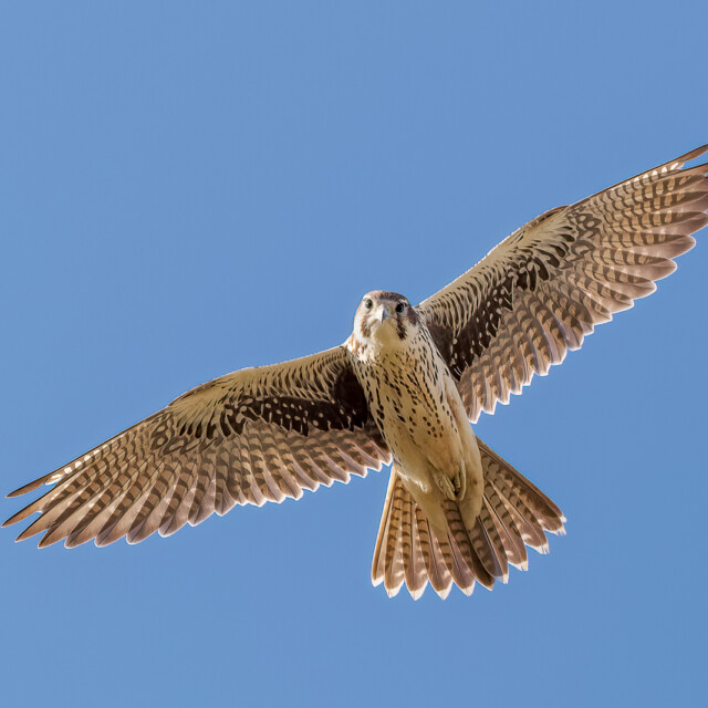 A Prairie Falcon glides in the morning air.