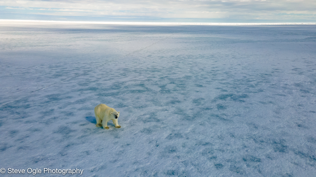 polar bear from drone