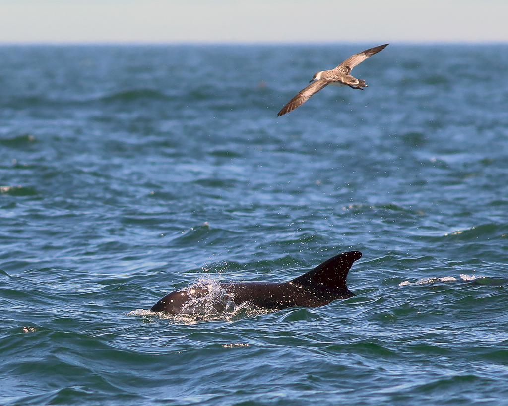 Atlantic white-sided dolphin and Great Shearwater