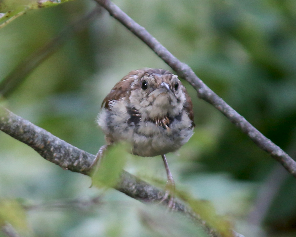 Carolina Warbler fledgling