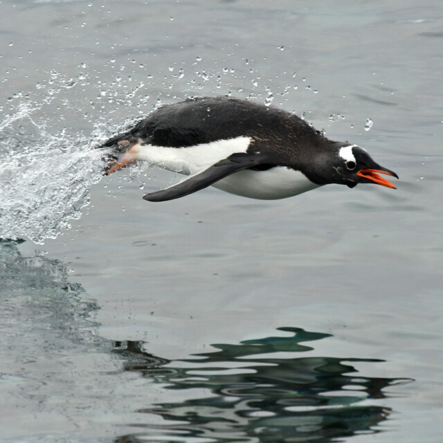 A Gentoo Penguin leaps from the water near the Antarctic peninsula.