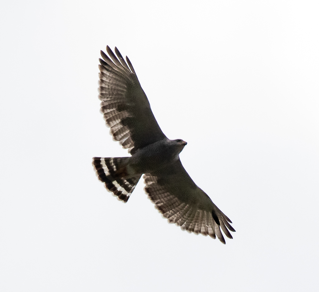 Gray Hawk circling overhead