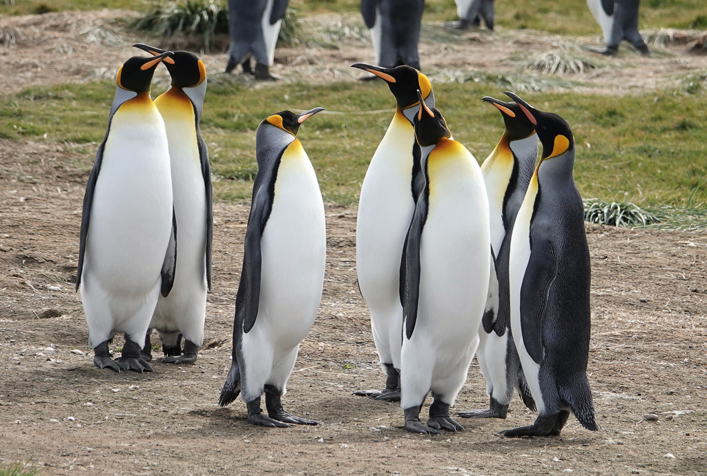 King Penguins Pinguino Rey