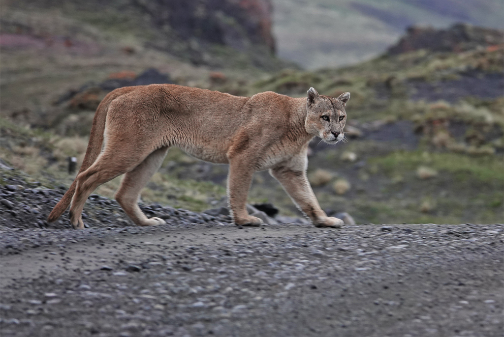 Male Puma, Torres del Paine