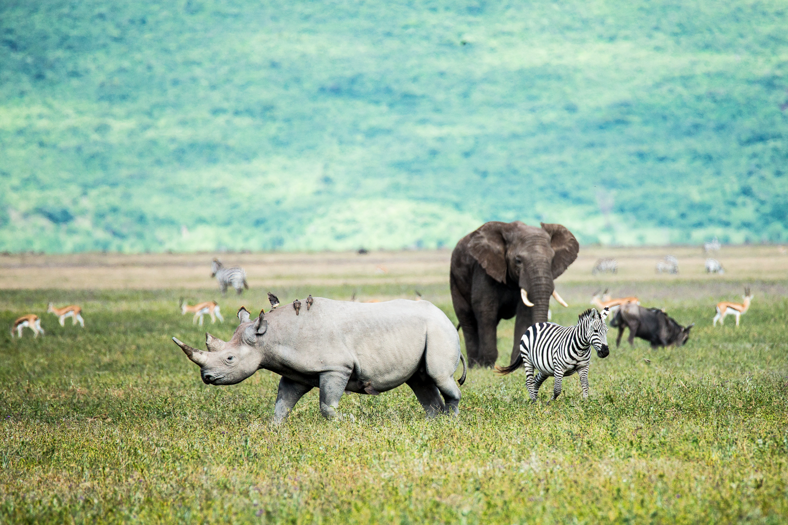 Rhino, elephant and Zebra in the Ngorongoro Crater Tanzania