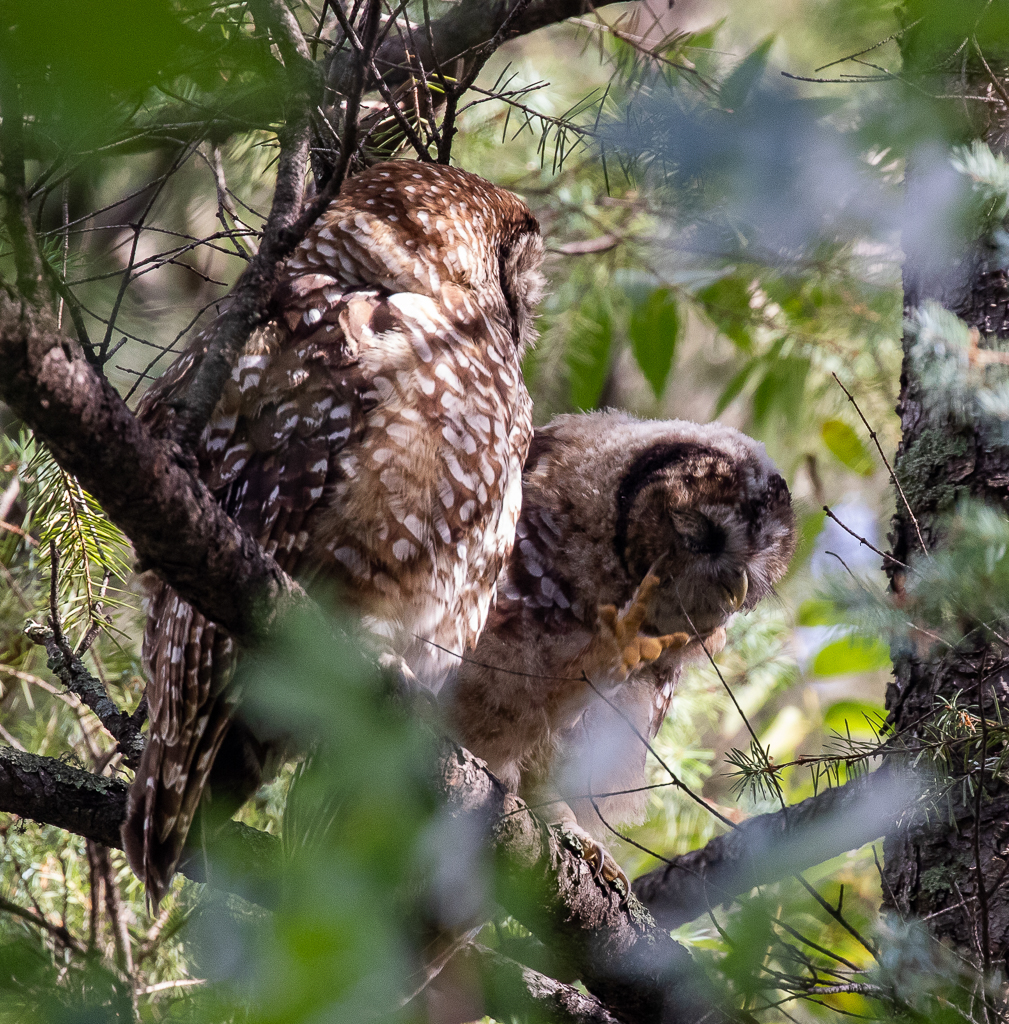 Spotted Owls in Arizona