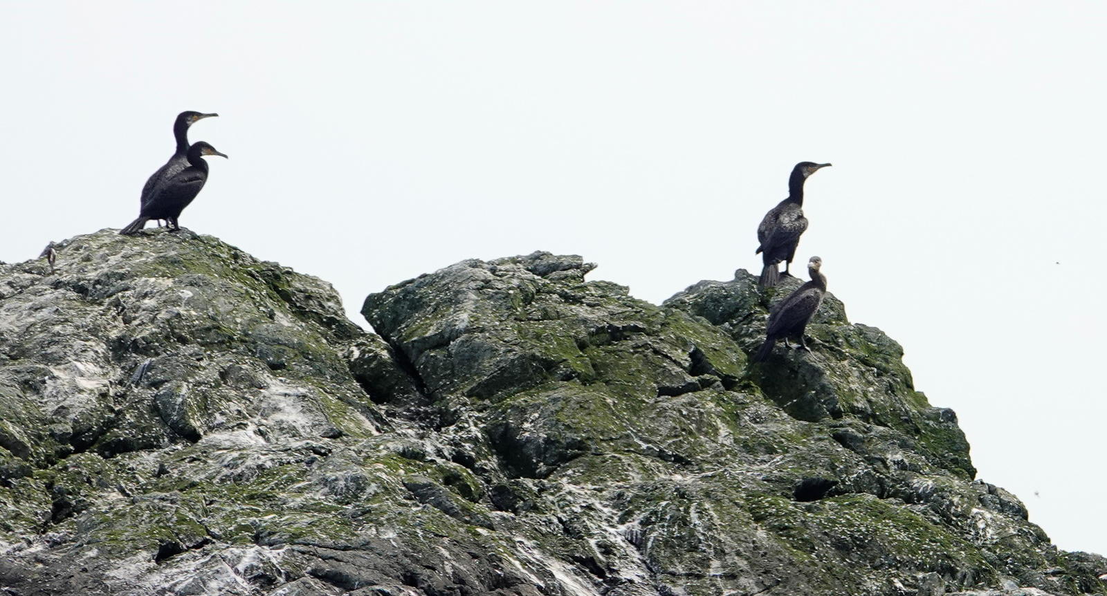 Great Cormorants, Green Islands, Grand Manan