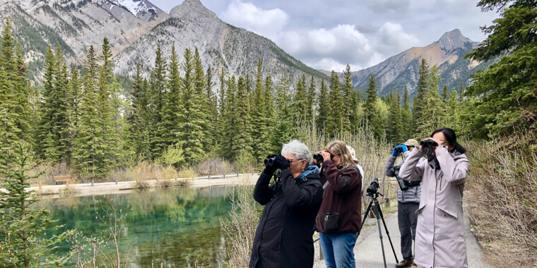 Canadian Rockies: Kananaskis & Banff Birding Tour Trip Report 2022