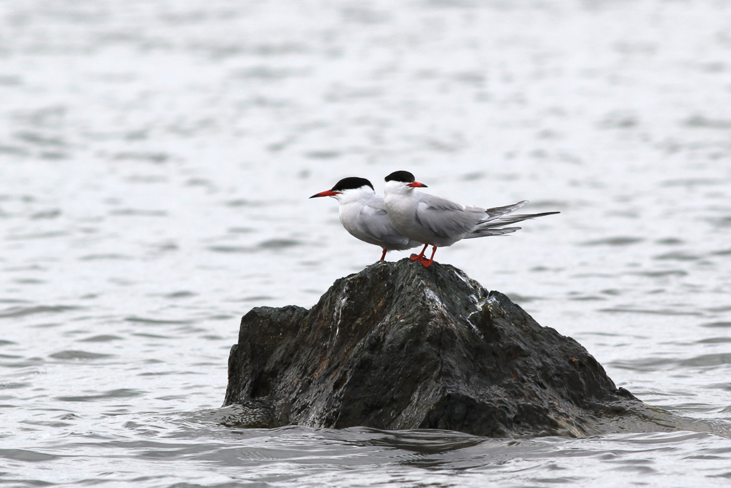 Common Terns on rock