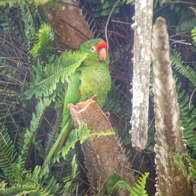Crimson-fronted Parakeets