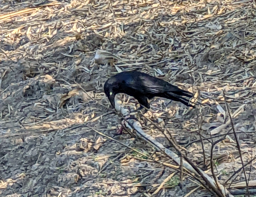 Torresian Crow picking at poisonous Cane Toad