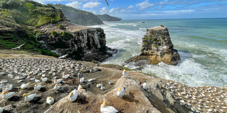 New Zealand Birding Tour Trip Report 2022
