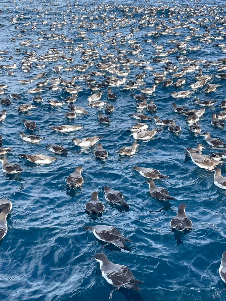 Buller's Shearwaters, pelagic tour, New Zealand