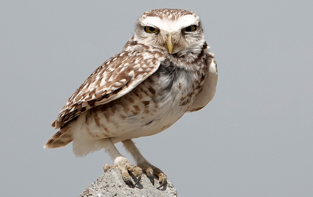 Burrowing Owl in Argentina