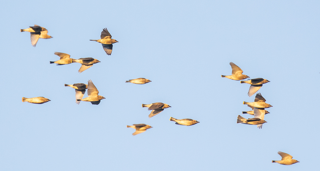 Cedar Waxwings flying