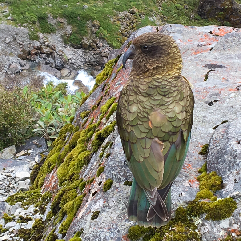 Kea, New Zealand