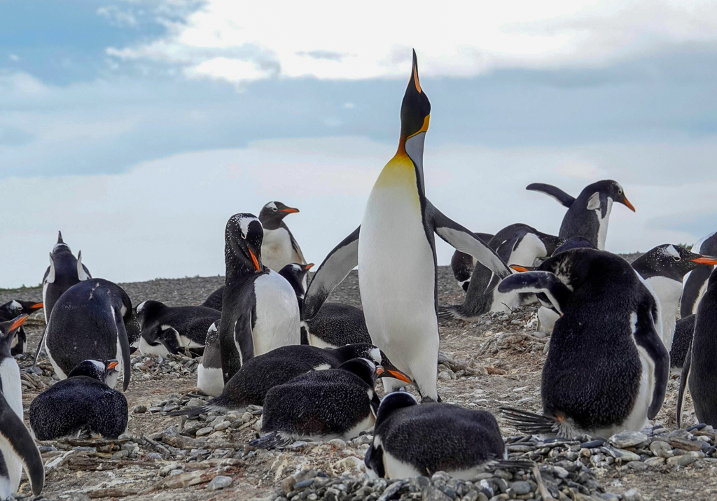 King Penguins with Gentoos