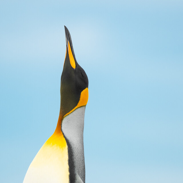 King Penguin