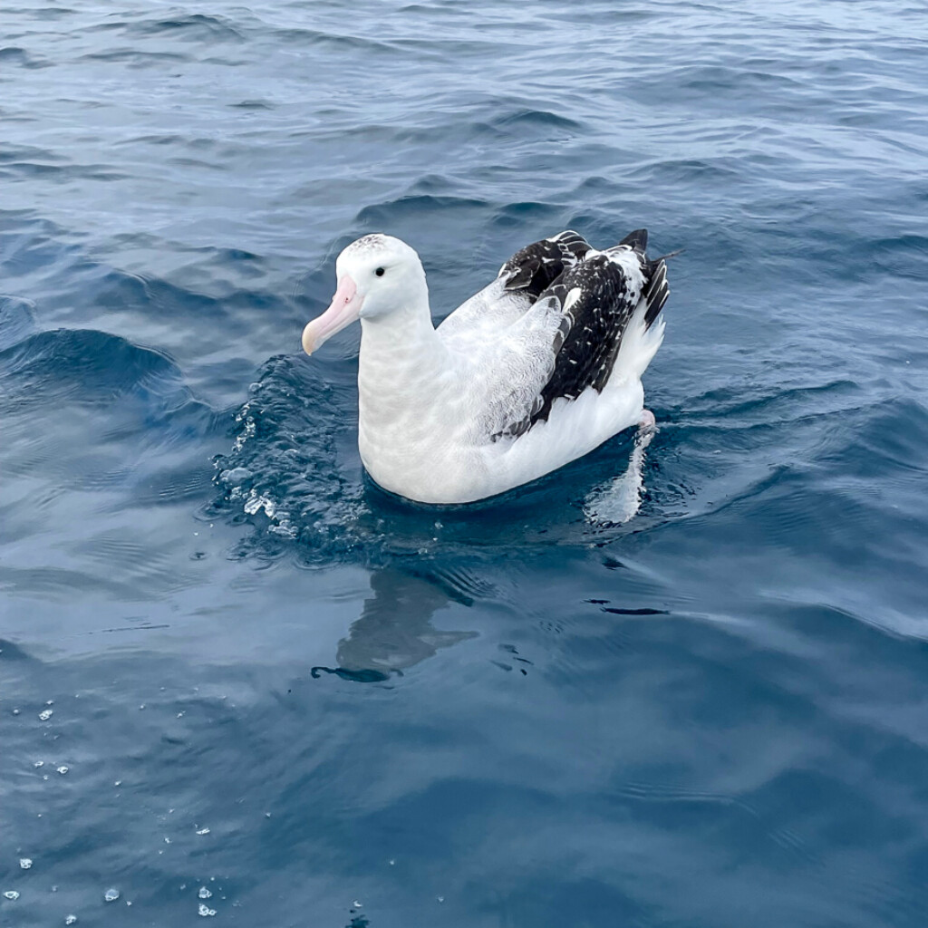 Wandering Albatross